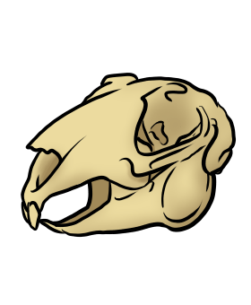 Knochenfund 01
