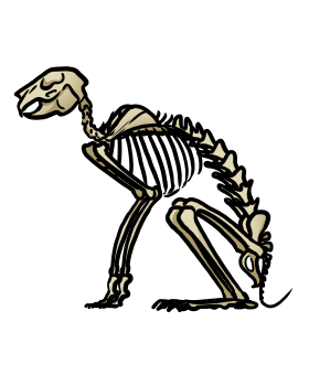 Hasenskelett (präpariert)